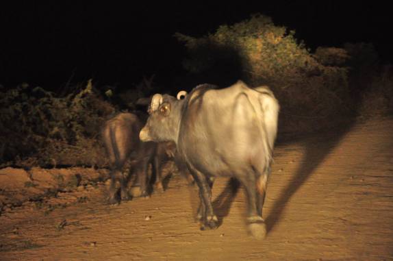 Encontro noturno com búfalos na rodovia Transpantaneira, entre Poconé e Porto Jofre, no Mato Grosso